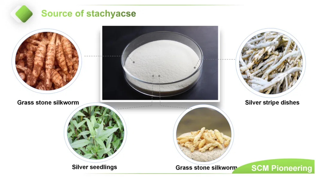 Supply Purity Natural Sweetener Stachyose Tetrahydrate Powder 80% Stachyos/ Stachyose for Sale